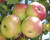 Яблоня колоновидная "Поэзия" Яблоня колоновидная "Поэзия"