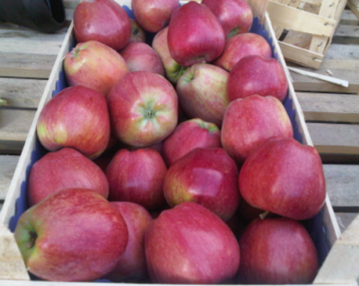 Яблоня "Ред Чиф"