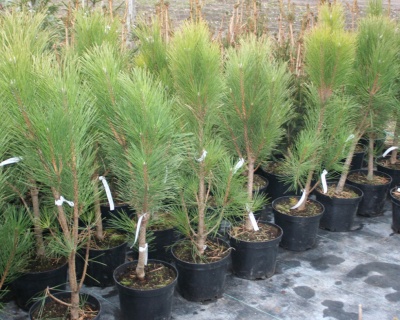 Сосна черная "Грин Рокет"