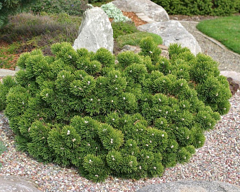 Сосна горная "Якобсен"