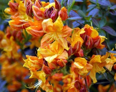 Азалия крупноцветковая "Клондайк"