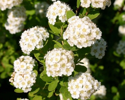 Спирея ниппонская «Сноумаунд»