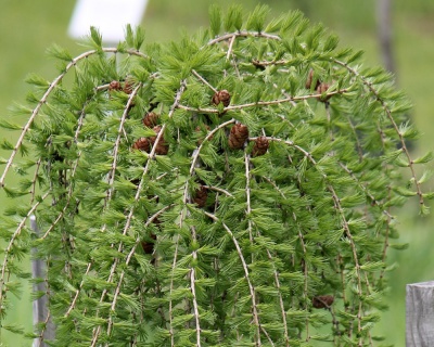 Лиственница Европейская "Пендула" (штамбовая форма)