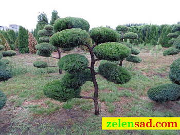 Бонсай из можжевельника "Вилтони"