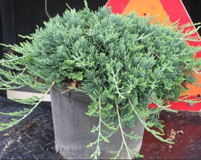 Можжевельник горизонтальный "Вилтони"