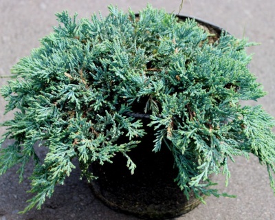 Можжевельник горизонтальный "Айс Блю"