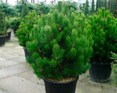 Сосна Гельдрейха "Компакт Джем"