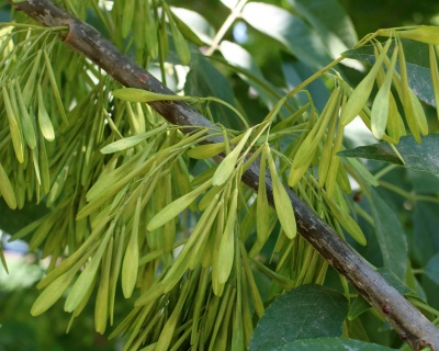 Ясень пенсильванский