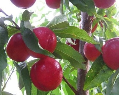 Нектарин "Кримсон Голд"