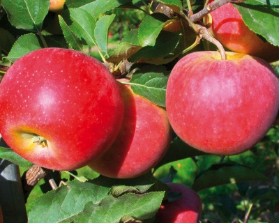 Яблоня "Фридом"