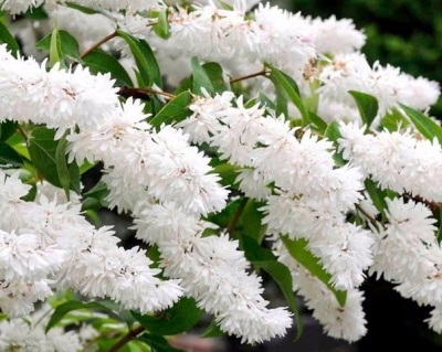 Дейция шершавая "Прайд оф Рочестер" (Pride of Rochester)