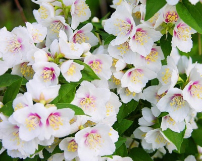 Чубушник "Бель Этуаль"