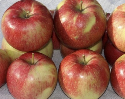 Яблоня "Лигол"