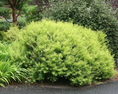 Спирея тунберга "Огон"