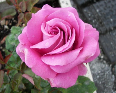 Роза Чайно-Гибридная «Клод Брассер»