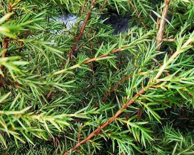 Можжевельник обыкновенный "Суецика"