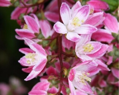 Дейция гибридная "Строуберри Филдс" (Strawberry Fields)