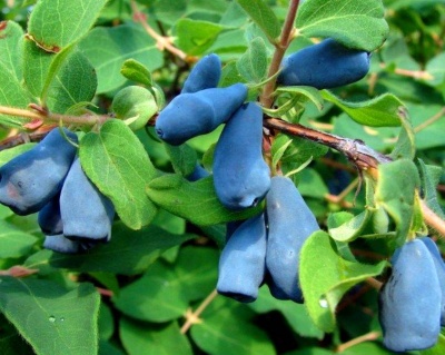 Жимолость "Лакомка"