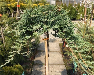 Можжевельник горизонтальный "Вилтони" (штамбовая форма)