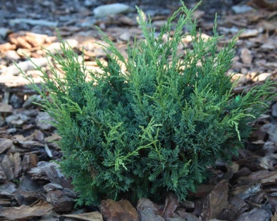Можжевельник Китайский "Блаув"