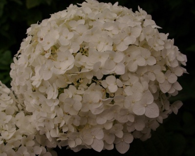 Гортензия древовидная "Стронг Анабель" (Strong Annabelle)