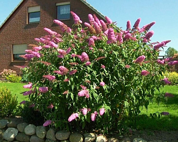 Буддлея Давида "Пинк Делайт" (PinkDelight)