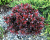 Барбарис Тунберга "Atropurpurea Nana" Барбарис Тунберга "Atropurpurea Nana"