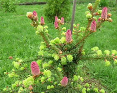 Ель обыкновенная "Акрокона"