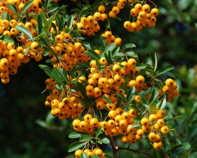 Пираканта "Солейл Дор"