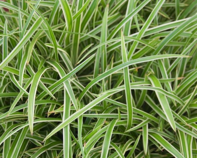 Осока Моррова "Айс Денс"