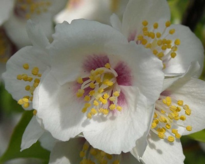 Чубушник "Бель Этуаль"