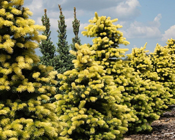 Ель колючая "Майголд"