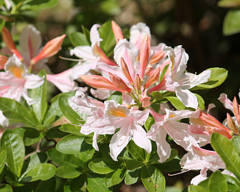 Азалия крупноцветковая "Ирен Костер"