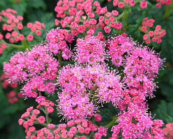 Спирея японская "Булата"