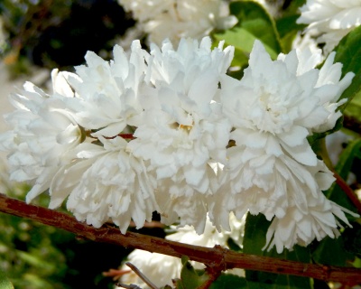 Дейция шершавая "Кандидиссима" (Candidissima)