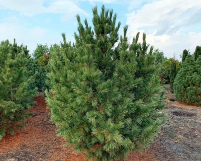 Сосна кедровая Европейская