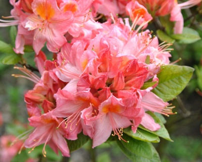 Азалия крупноцветковая "Пинк Делайт"