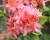 Азалия крупноцветковая "Пинк Делайт"