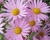 Хризантема "Клара Кертис"