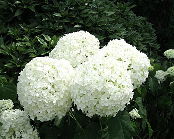 Гортензия древовидная "Стронг Анабель" (Strong Annabelle)