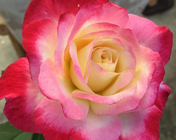 Роза Чайно-Гибридная «Дабл Делайт»