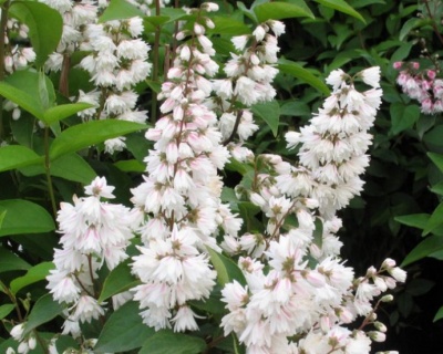 Дейция шершавая "Прайд оф Рочестер" (Pride of Rochester)