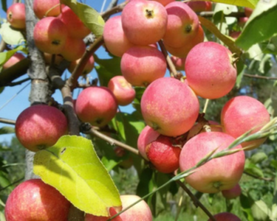 Яблоня "Подарок Садоводам"