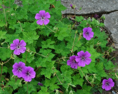 Герань гибридная "Пинк Пенни"