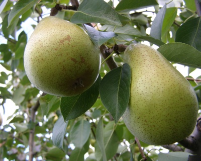 Груша колоновидная "Г-322"