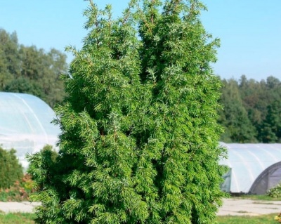 Можжевельник обыкновенный "Брунс"