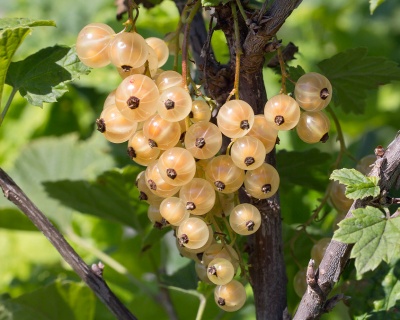 Смородина белая "Ютерборгская"