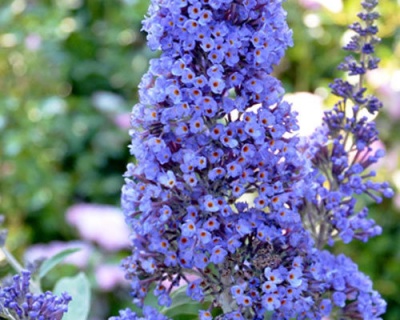 Буддлея Давида "Адонис Блю" (Adonis Blue)