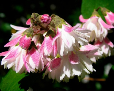 Дейция шершавая "Кодселл Пинк" (Codsall Pink)