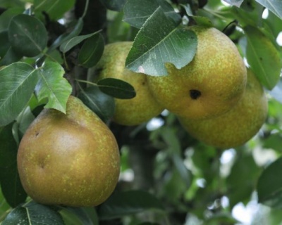 Груша колоновидная "Павловская"